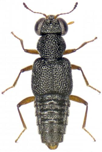 Réf. 282 762 : Stenus circularis
